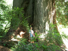 2004.08-Redwood-1