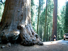 2004.08-Redwood-2
